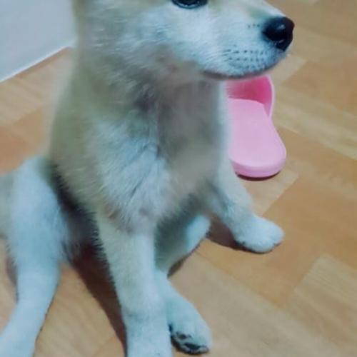 경기도오산 3개월미만 아기 분양합니다