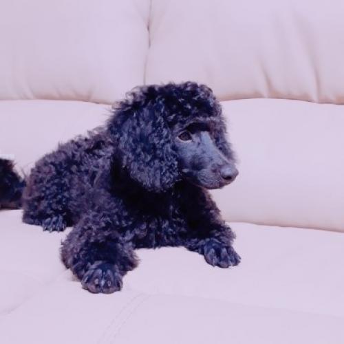 블랙푸들 분양합니다