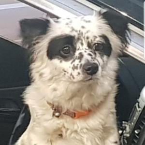 흰색바탕 검은 점박이 개 찾고 있습니다