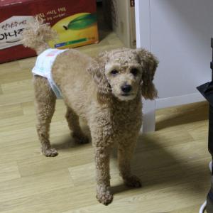 강아지찾아요.유기견 부산 연제구 기저기 찬 암컷 토이푸들