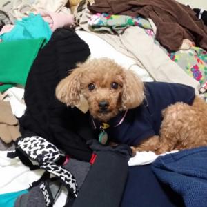 2015/8/18 (강동구 성내동) 강아지를 찾습니다.