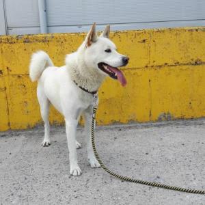 저희튼튼이를 찾습니다!! (경기/마석)