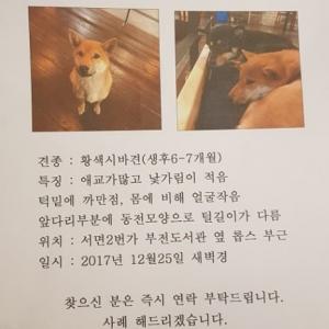 황색시바견찾아요