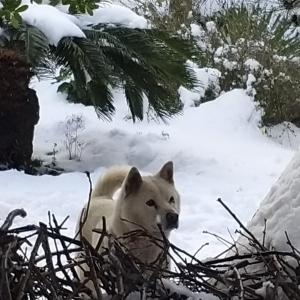 백색 진도견 봉구를 찾습니다