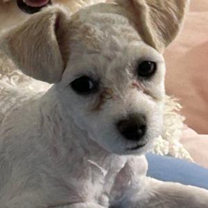 비숑아가 찾아요 찾아주세요