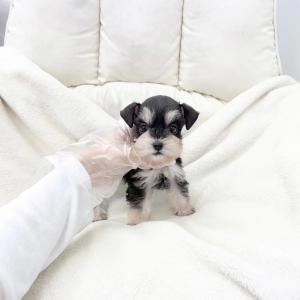 슈나우저 왕자님 분양 합니다.