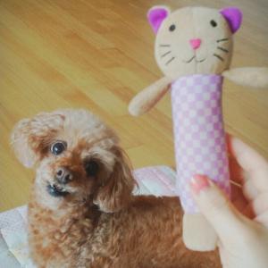 의왕시 내손동에서 갈색푸들 찾습니다