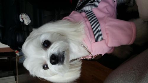 7살 마티즈 견주 노아 엄마