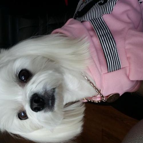 7살 마티즈 견주 노아 엄마