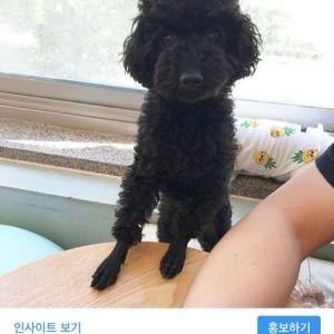 블랙 푸들 찾아요.