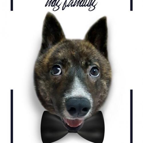 [책임입양 / 진행중] 덩치 큰 강아지 곰이, 평생 사랑해주실분 찾습니다.