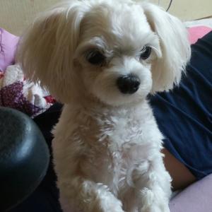 남동구 만수5동쪽에서 잃어버린 흰색 말티즈 찾고있습니다