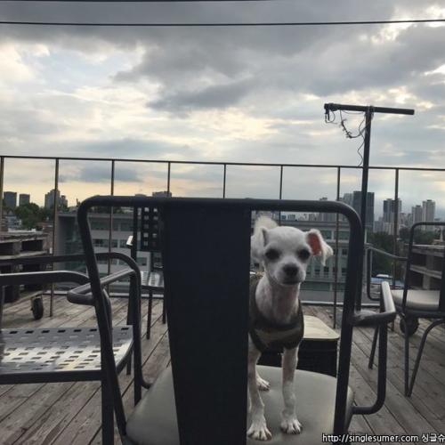 말티즈 남아 애교많고 너무착하고 순한애기보호중이에요