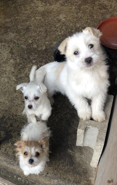 시골믹스견 무료분양