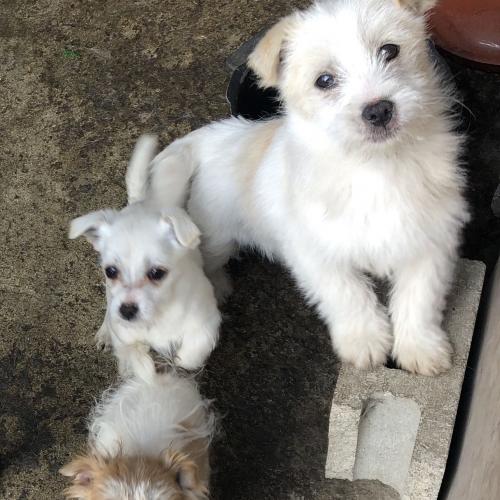 시골믹스견 무료분양