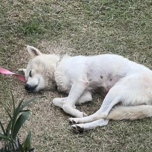 파주시 향양리 부근 강아지 찾아요