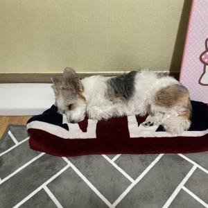 전주에서 일어버린 아이를 찾아요