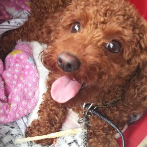 토이푸들 찾습니다 제발....