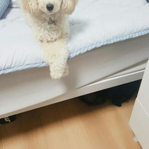 크림색토이푸들 여아 찾습니다.