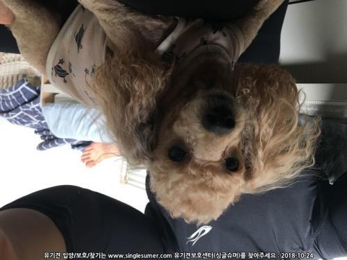 전농동사거리 인도에서 갈색푸들이 혼자 있어서