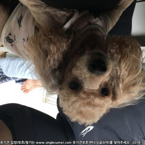 전농동사거리 인도에서 갈색푸들이 혼자 있어서