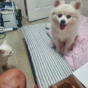 포메라니안+스피츠 믹스견 찾습니다ㅠㅠ