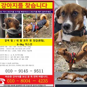 강아지 / 믹스견, 2살, 수컷(중성화x), 7-8kg, 갈색+흰털, 네발끝 흰색털(흰장갑)
