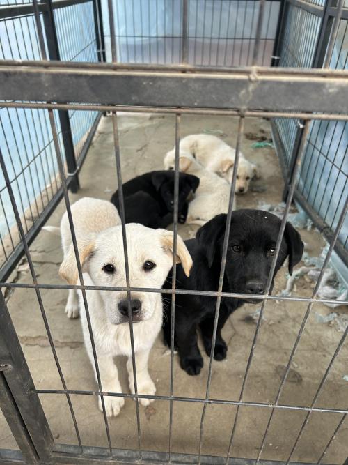 태어난지 3개월차 강아지 데리고 가실분 찾습니다