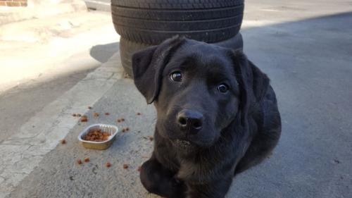 구미 인동에서 검은색강아지 잃어버리신분ㅠ임시보호중이에요