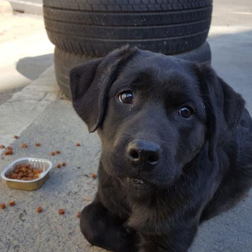 구미 인동에서 검은색강아지 잃어버리신분ㅠ임시보호중이에요