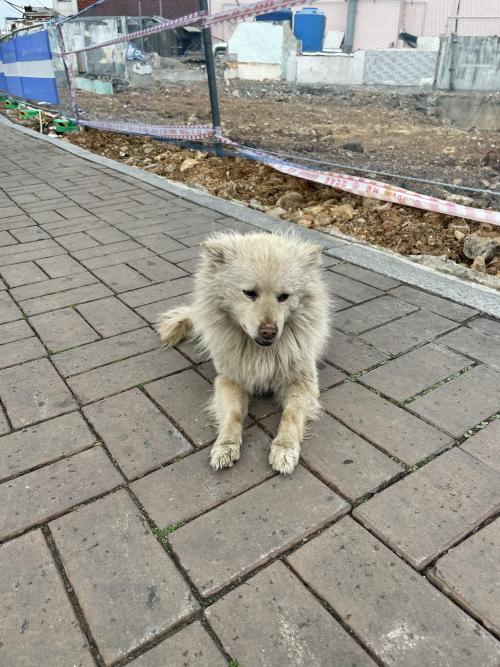 영도구 하리 인근 강아지 주인을 찾습니다