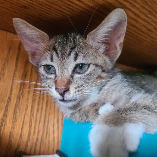 3개월 한국고양이 여자아이 분양