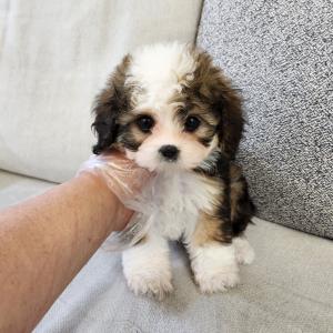 버니두들분양 2개월령 가르마 예쁘게 나눠진 트라이 모색