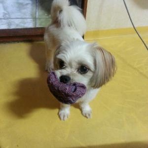 [경기] [[성남 수진동]] 시츄+말티즈 믹스견!!!