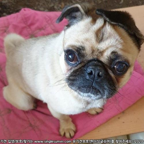 퍼그 책임분양,입양가족을 찾습니다