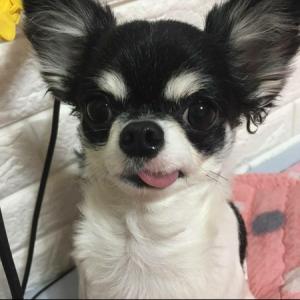검정치와와까미찾아요