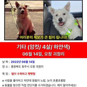 청주 유기견 찾아요 사례금 두둑히 드려요 이름:봉순이