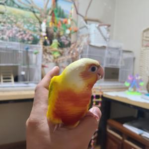 앵무새 찾아요 (썬칙 코뉴어)