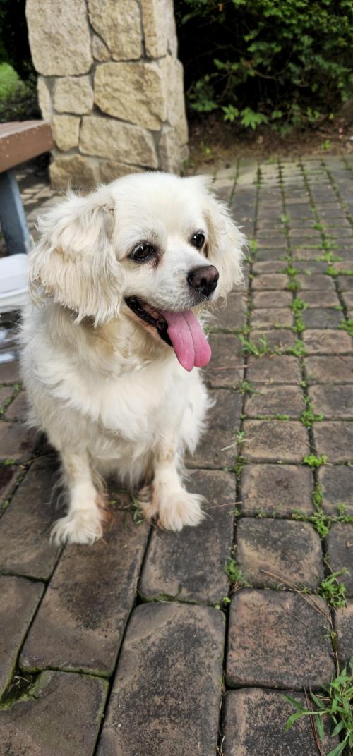 서울 은평구 흰개 주인 찾아요