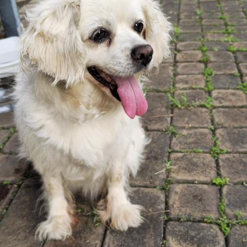 서울 은평구 흰개 주인 찾아요