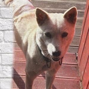 진도개  찾습니다 ( 남원 감귤연구소 부근 실종)