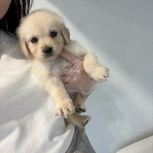 애교쟁이 골든리트리버 왕자님 분양합니다!