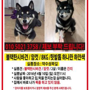 저희 시바 간지를찾습니다...