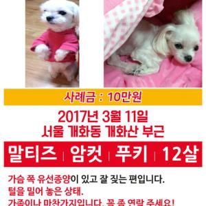 서울 개화동 말티즈 강아지 찾습니다!