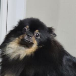 인천 강화군 포메라니안블랙탄 을 찾고 있습니다