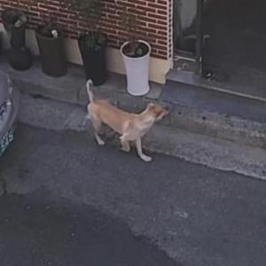 강아지 찾아요 제발