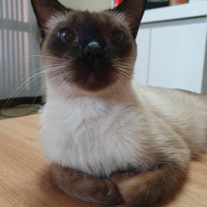 샴 남아 찾습니다!!!