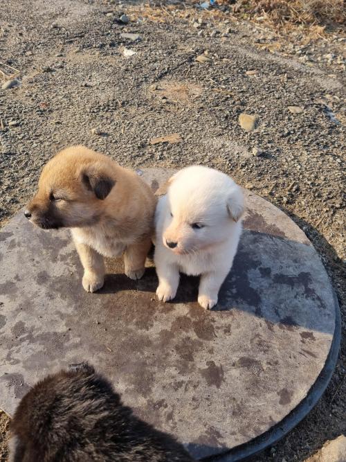 생후 50일 진도믹스 강아지 무료분양합니다.