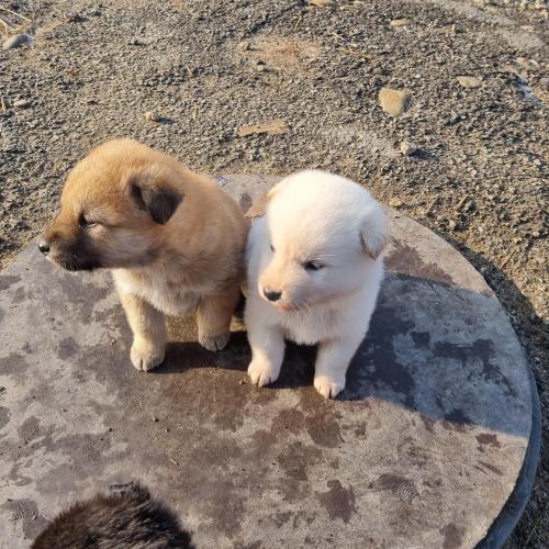 생후 50일 진도믹스 강아지 무료분양합니다.