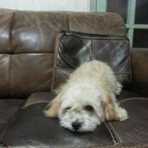 경북 김천 유정식당 근처서 갈색푸들 잃어버렸어요